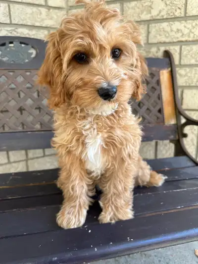 We have a beautiful litter of f1b cavapoo puppies available to their forever homes. F1b meaning 3/4...