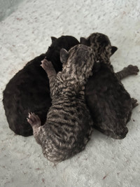 Devon Rex kittens