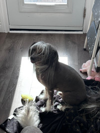 Chinese crested mix with solo