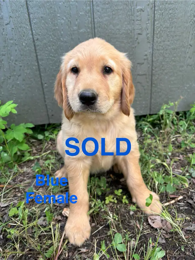 Golden Retriever Puppies (SOLD) in Dogs & Puppies for Rehoming in Edmonton - Image 8