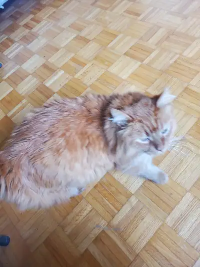 REHOME GENTLE LOVING ORANGE CAT. WILL DELIVER. MIKE 705-796-3490, View more