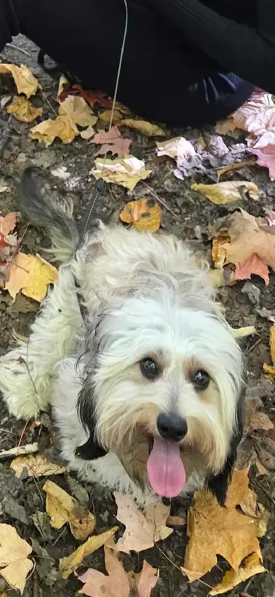 chiwn teckle /shih tzu, View more
