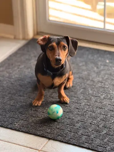 Dobby is a 5 year old neutered standard dachshund. He is a wonderful boy, great with people (which i...