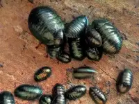 Emerald Roaches