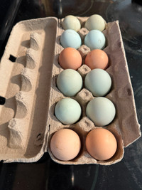 Hatching Eggs Available