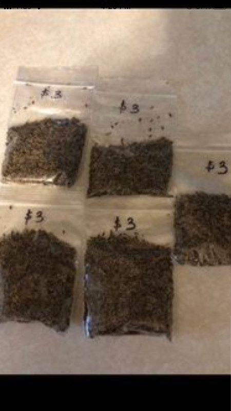 Organic dill seeds in Plants, Fertilizer & Soil in Hamilton