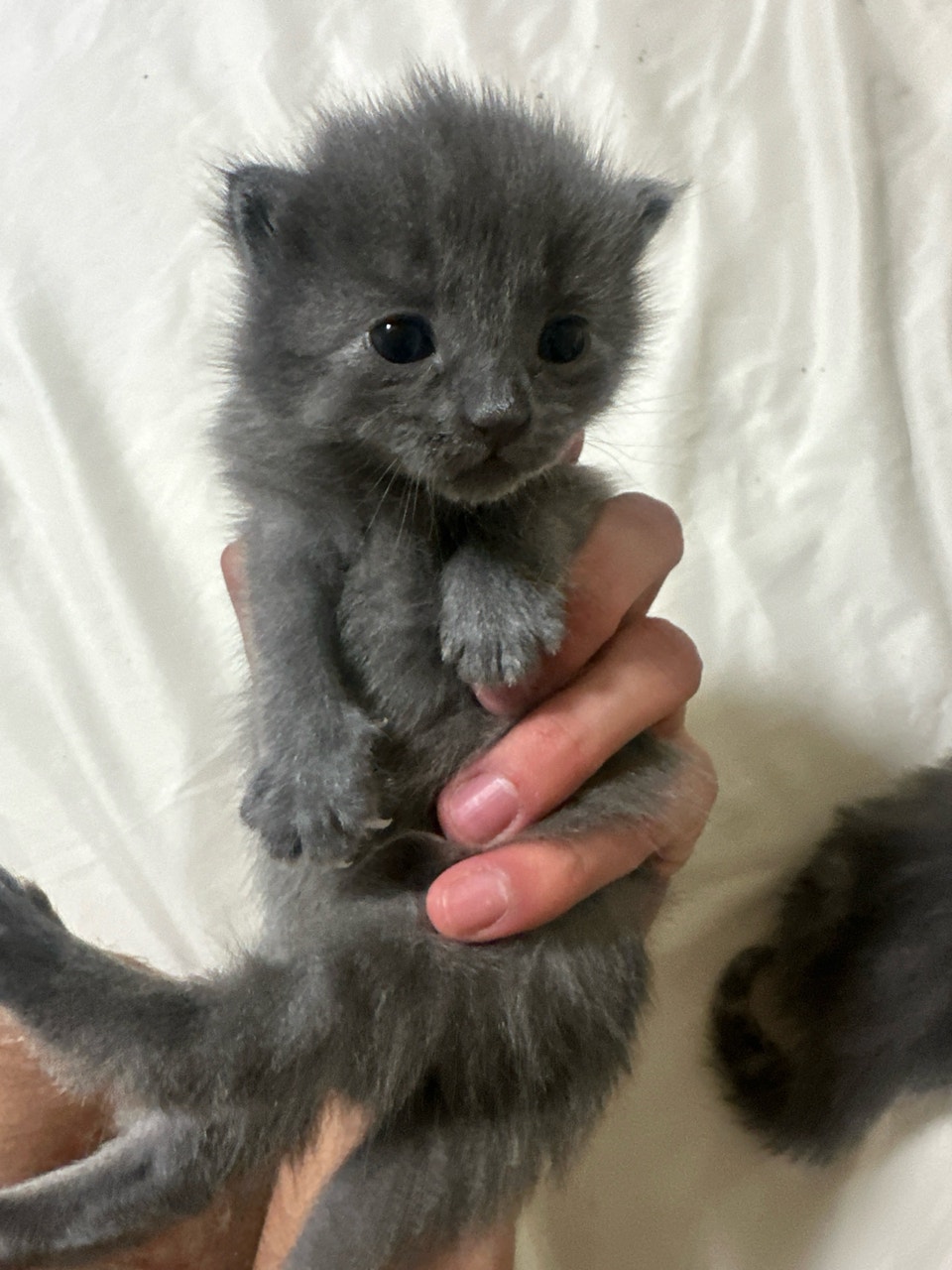 British long hair female grey kitten | Cats & Kittens for Rehoming ...