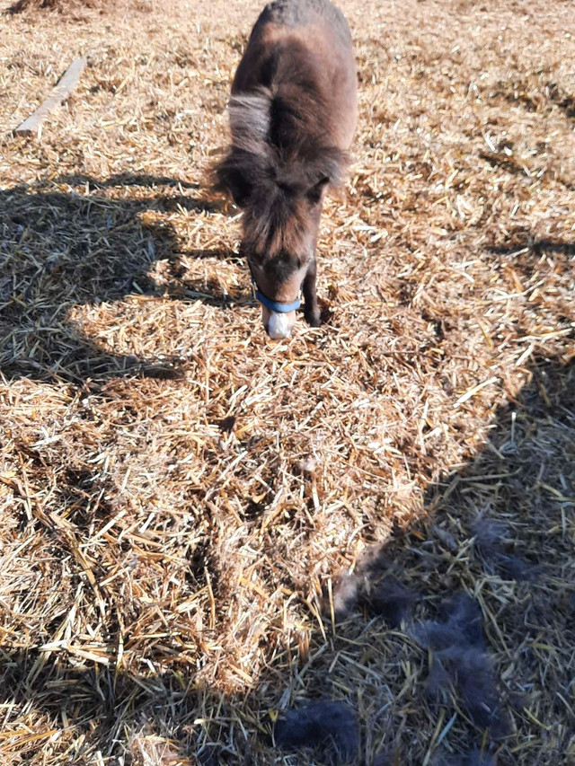 Mini pony  in Horses & Ponies for Rehoming in Edmonton - Image 3