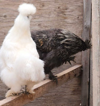 Silkie Chickens for a new home 