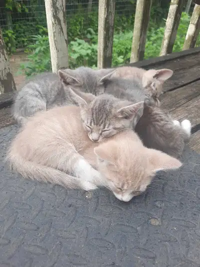 12 week old Kittens, View more