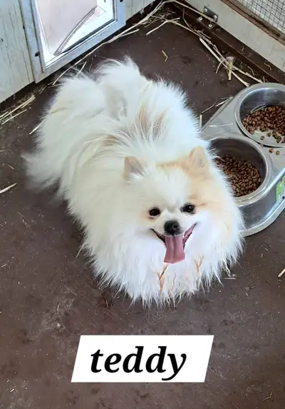 Purebred Pomoranian Male, View more