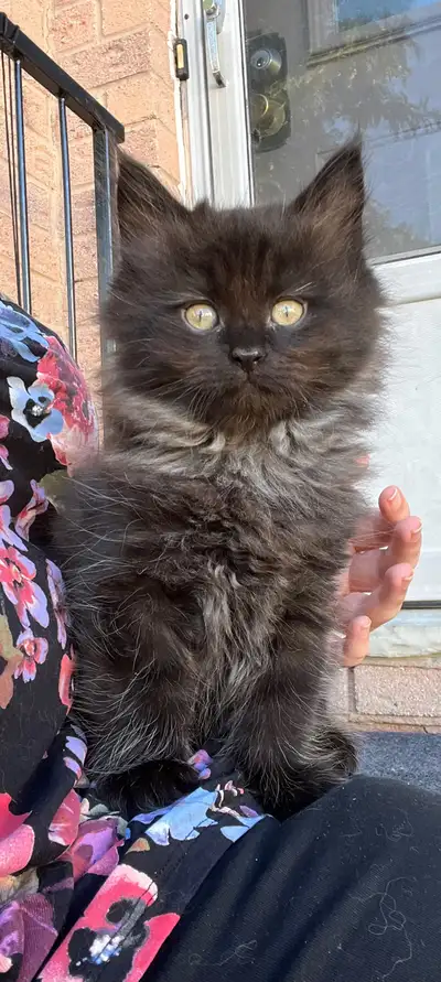 Maine coons available June 15th! TICA registered