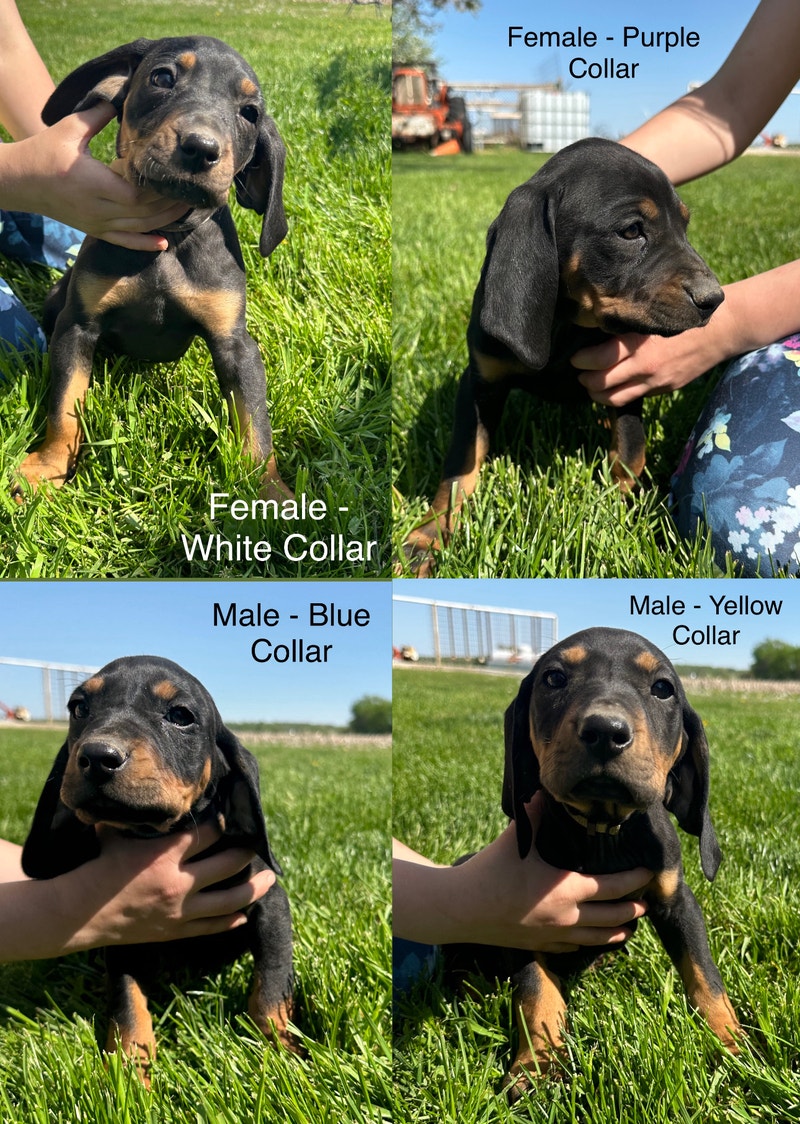 Black and Tan Coon Hounds Dogs & Puppies for Rehoming Sarnia Kijiji