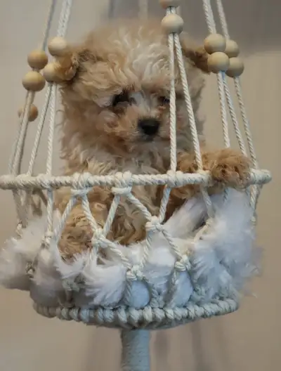 pomapoo puppies, View more