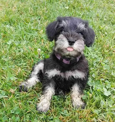 Miniature Schnauzer Puppies, View more