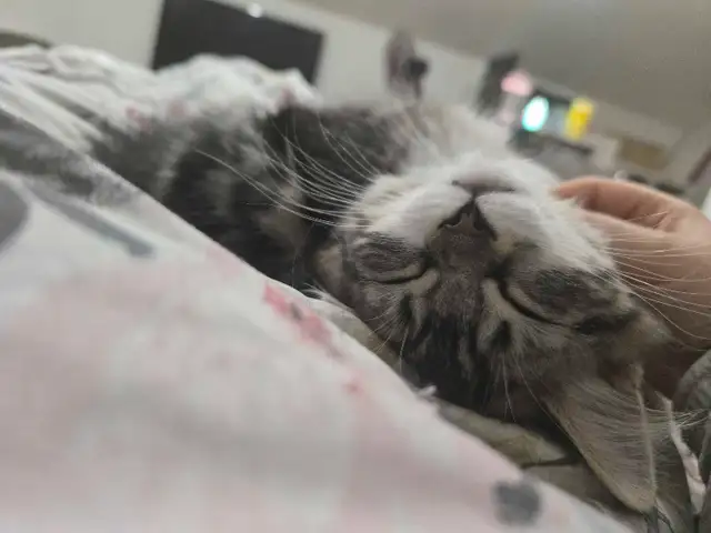 chatons a vendre polydactyl moitié persian in Cats & Kittens for Rehoming in Laval / North Shore - Image 4