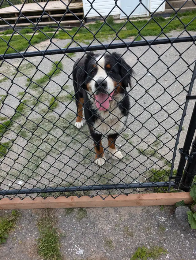 Bouvier Bernois X Husky(Prêt a partir ce weekend) in Dogs & Puppies for Rehoming in Victoriaville - Image 11