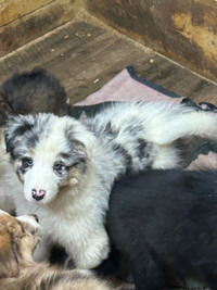 Border collie /australian shepherd puppiesPuppies