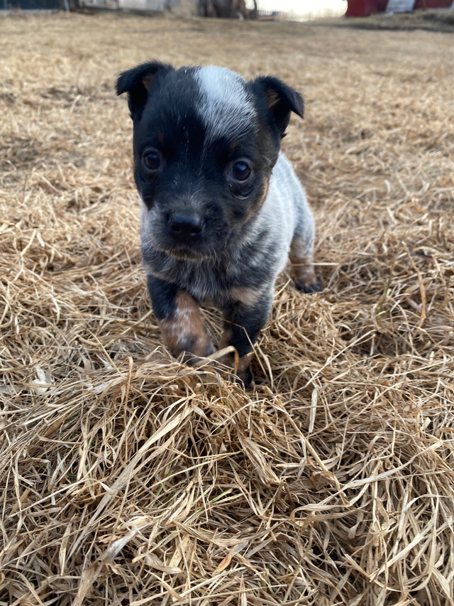 Australian Cattle Dog Heeler puppies in Dogs & Puppies for Rehoming in Edmonton