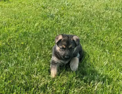 5 Czech Line CKC Registered Working Line German Shepherd, View more