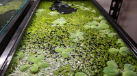 Laitue d'eau (Water Lettuce) - Plantes aquatiques flottantes