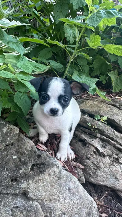 Mâles beiges et blanc et deux autres femelles Français : Adorables chiots Chihuahua à vendre – 1200...