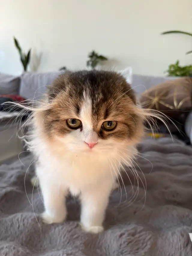 Scottish fold Kitten and British Short Hair in Cats & Kittens for Rehoming in Barrie - Image 2
