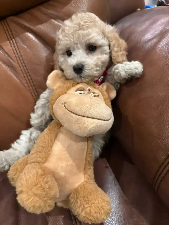 Gorgeous female Bichonpoo puppy in Dogs & Puppies for Rehoming in City of Toronto - Image 6