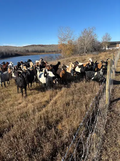 I am looking for a herd of Spanish or Spanish/boar goats, Electric fence trained Good 1/1 teats 2-6...