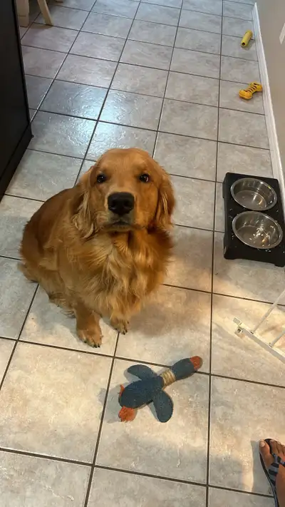 Rehoming 1.5yr old golden retriever , View more