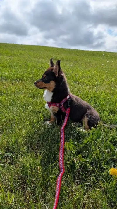 Loving Home Needed for a Wonderful Puppy We are looking for an amazing family to welcome our 3-month...