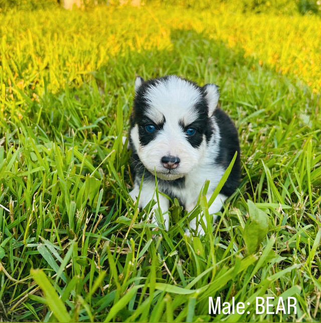 Pomsky Puppies for Sale! in Dogs & Puppies for Rehoming in Saskatoon - Image 2