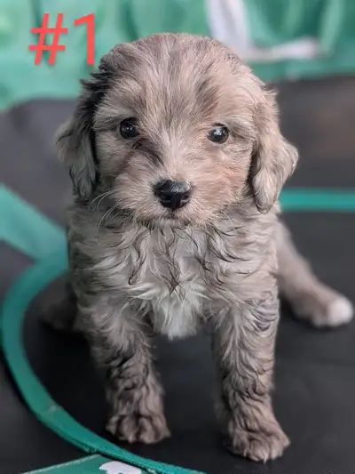 Hello, we have stunning blue merle mini Aussiedoodle puppies, born on April 22nd. There are 3 males...