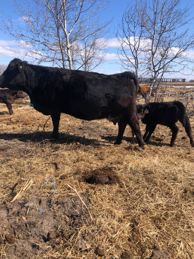 Cow/calf pairs for sale Livestock Brandon Kijiji