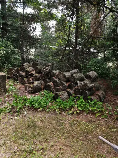 Free Basswood, View more