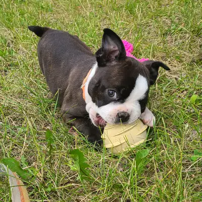 Boston Terrier Puppies! 1 girl! 1 Boy!, View more