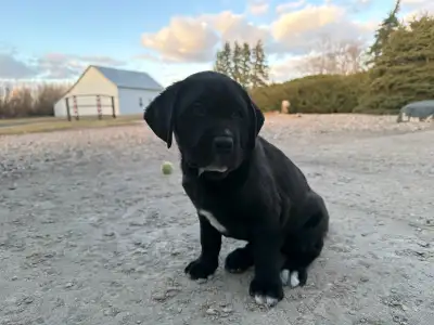 Mixed Black Golden Retriever Puppy, View more