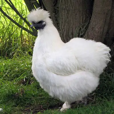 3 Silkie Roosters - Free, View more