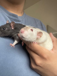 Two Little Rats :) Female, 6-8 months old!