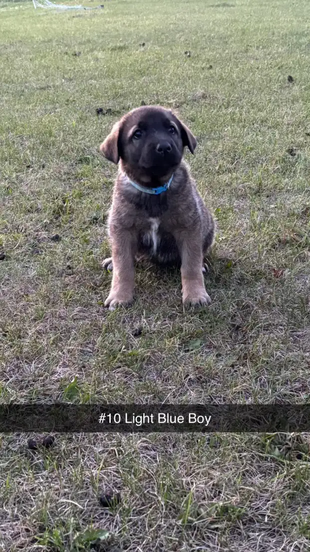 TURKISH KANGAL CROSS PUPPIES in Dogs & Puppies for Rehoming in St. Albert - Image 7