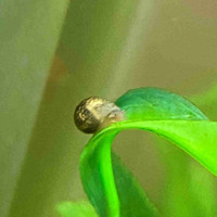 Snails For Feeding or Pets