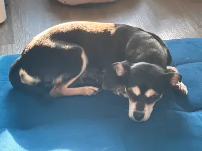 Sadly I have to rehome our family dog Mocha. We have had her for nearly 6 years. She is healthy. Unf...