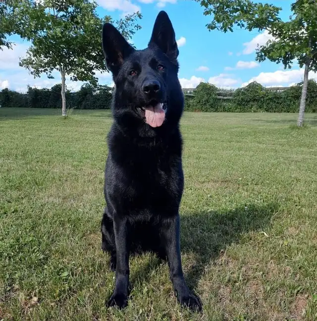 CKC-Reg German Shepherd adult in Dogs & Puppies for Rehoming in Stratford - Image 2