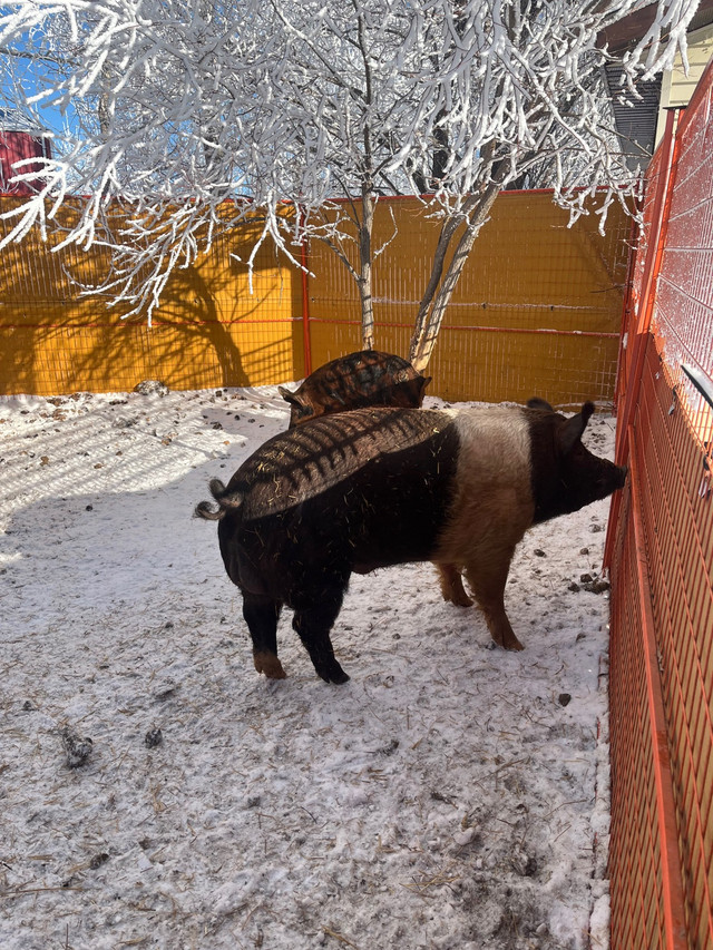 Boar for sale  in Livestock in Regina - Image 2