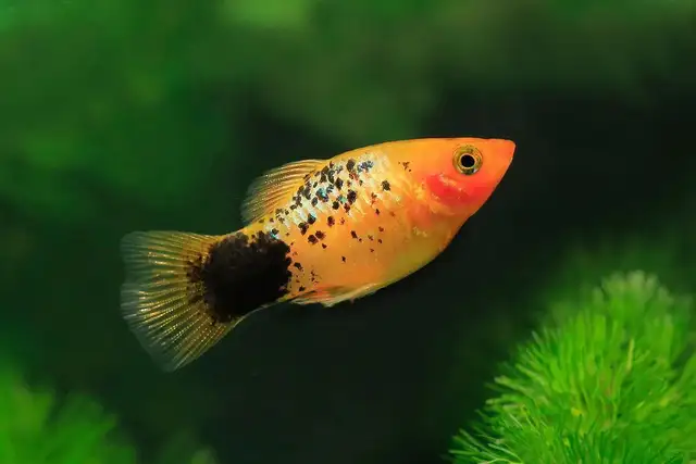 Mixed Platies in Fish for Rehoming in City of Toronto - Image 2