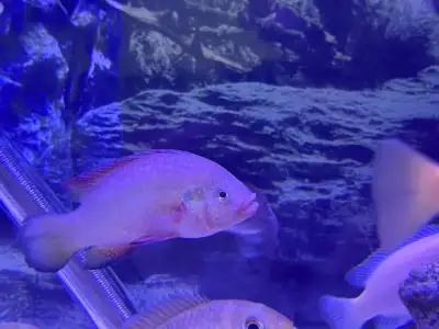 Good health condition