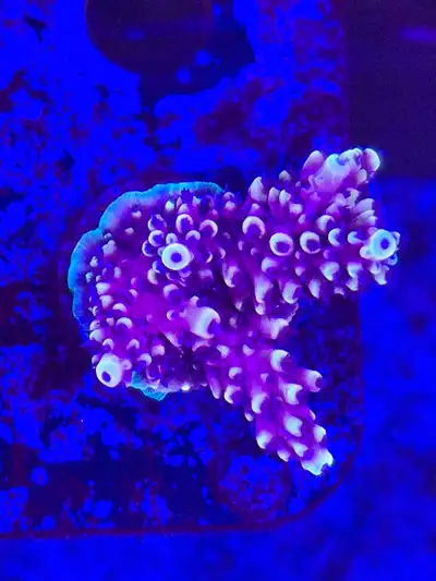 Pink Cadillac Acropora Coral Saltwater Reef XL, View more