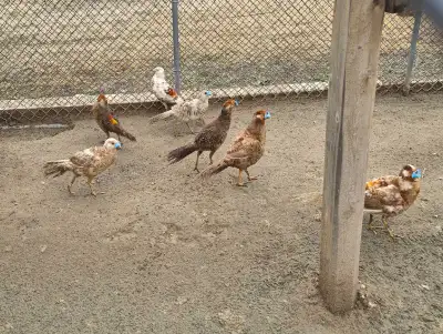 Golden pheasants , View more