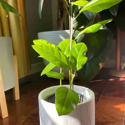 Indoor plant - Yellow Gem , View more