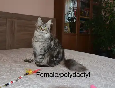 Beautiful purebred Maine Coon kittens Very affectionate and playful kittens. You can visit us and le...